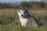 ALASKAN MALAMUTE 477